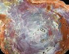 Brilliant Arizona Petrified Wood Slab - #12649-2